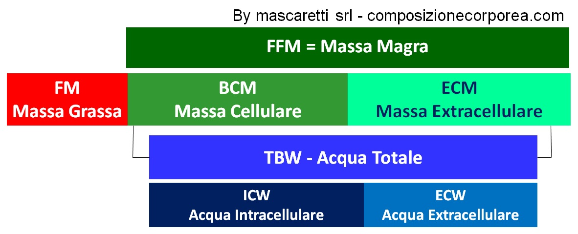 composizione corporea