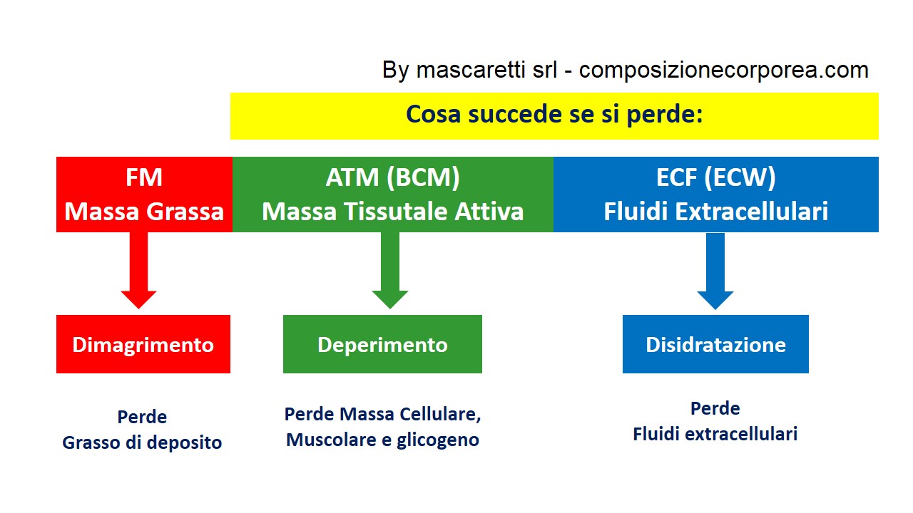 composizione corporea peso