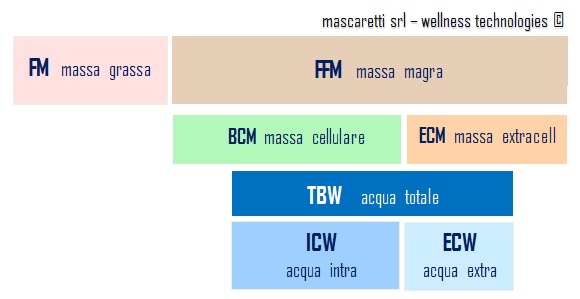 Composizione corporea